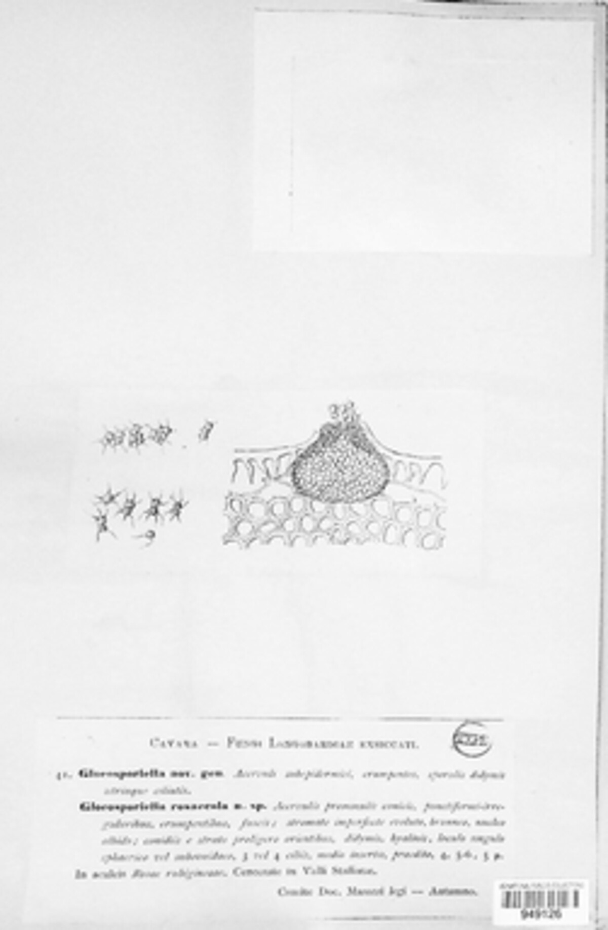 Gloeosporiella rosicola image